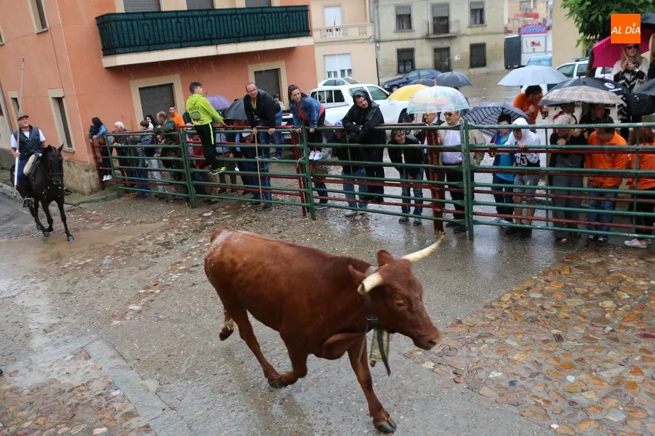 Foto 11 - Bonito encierro de Madrazo en Hinojosa a pesar de la lluvia  