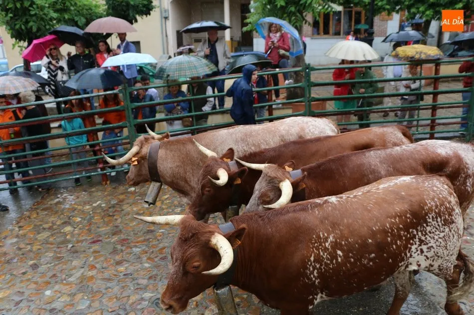 Foto 7 - Bonito encierro de Madrazo en Hinojosa a pesar de la lluvia  