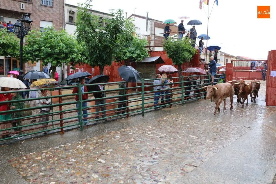 Foto 5 - Bonito encierro de Madrazo en Hinojosa a pesar de la lluvia  