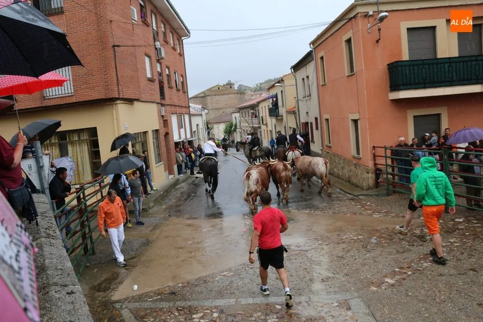 Foto 3 - Bonito encierro de Madrazo en Hinojosa a pesar de la lluvia  