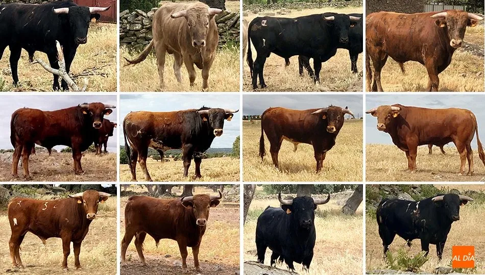 Arriba, novillos de Valdeflores; en el medio, novillos de Ignacio López Chaves; y abajo, novillos de Valrubio