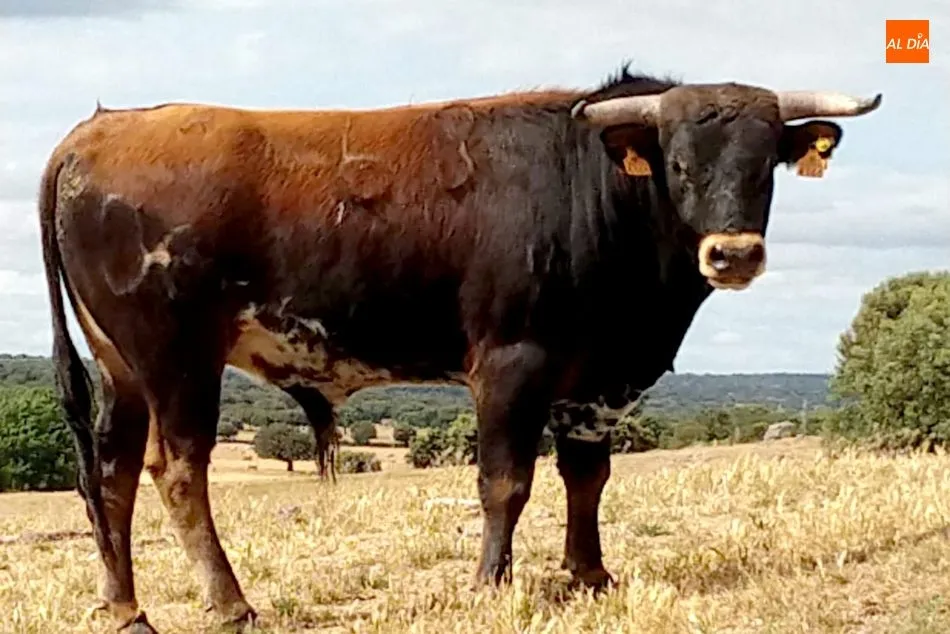Foto 6 - Valdeflores, Chaves y Valrubio, novilladas de Villarino para San Roque  