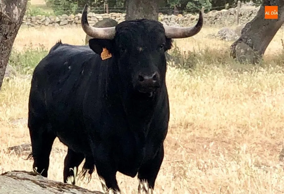 Foto 2 - Valdeflores, Chaves y Valrubio, novilladas de Villarino para San Roque  