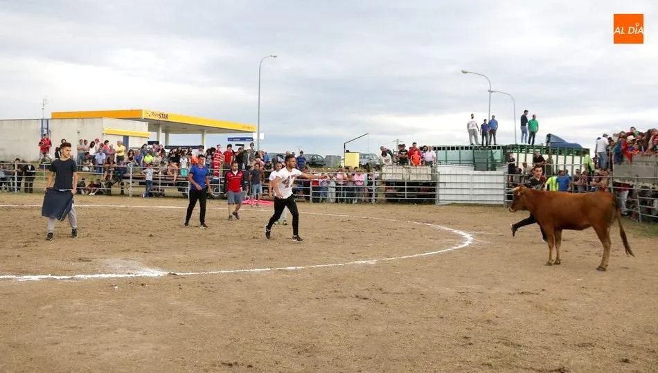 Los aficionados a los festejos taurinos populares tiene una cita el sábado en Villar de Peralonso / CORRAL