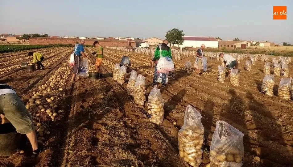 Arranque de patatas en la parcela de El Morenete, en Cantalpino (Salamanca). Foto de Silvia Cáceres