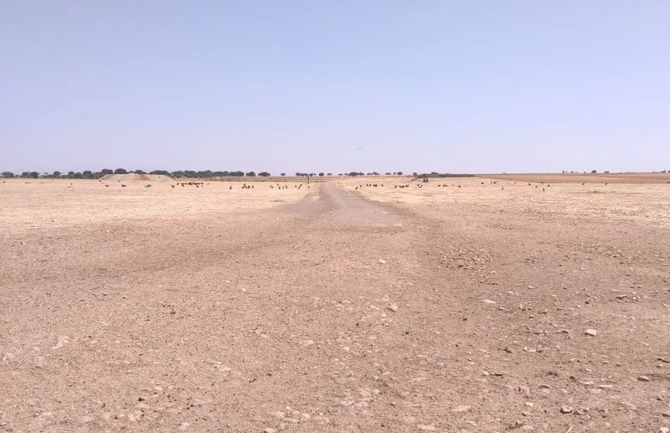 Nuevo ataque de buitres a un rebaño de ovejas en la localidad de Éjeme