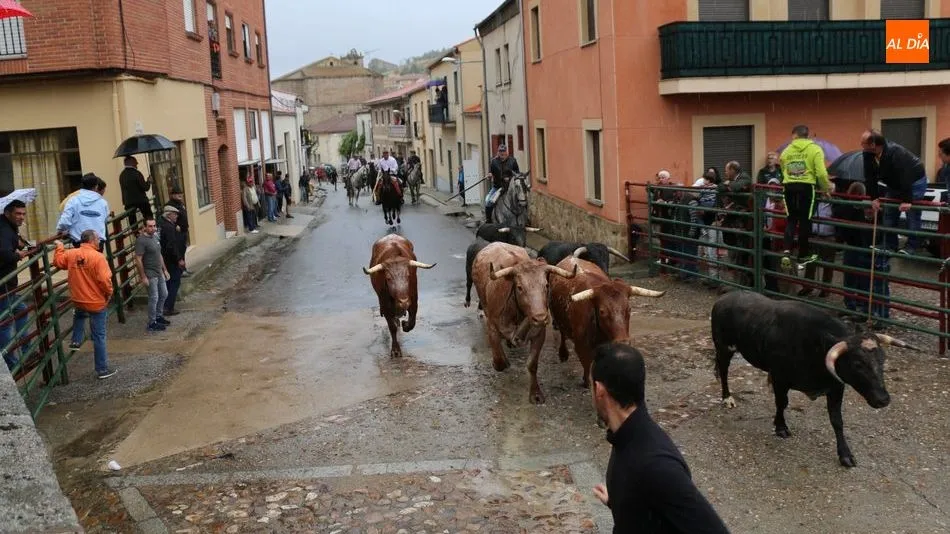 Los novillos del pasado 24 de junio en un momento del encierro celebrado ese día / CORRAL
