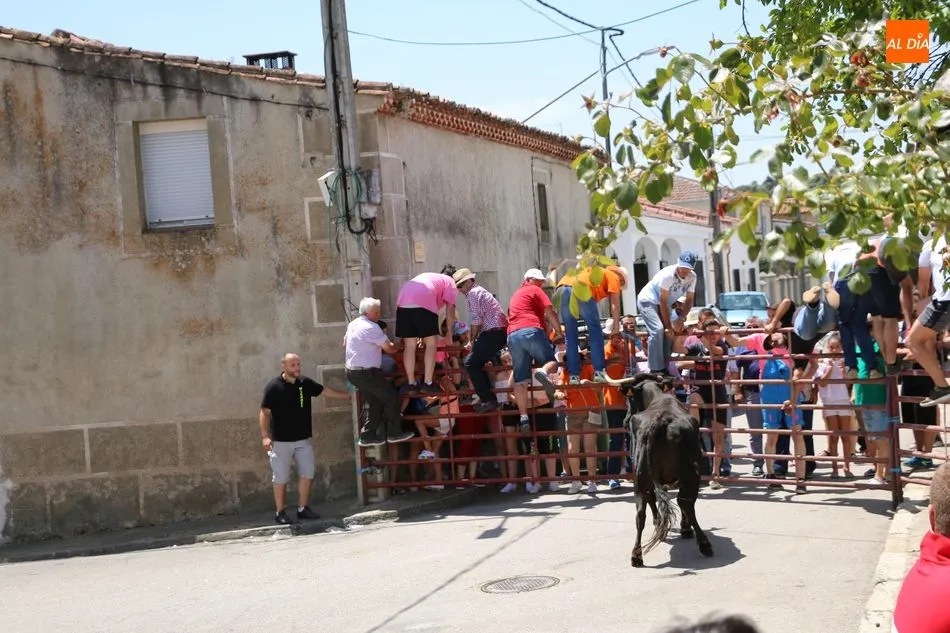 Foto 11 - Espectacular encierro a caballo en Bogajo con novillos de Herederos de Dionisio Rodr&iacute;guez  