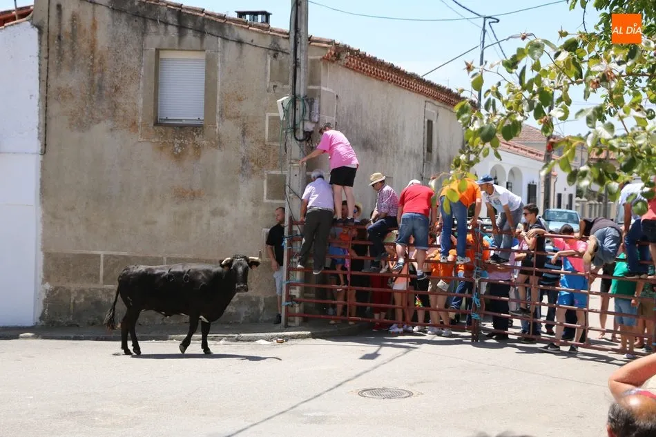 Foto 10 - Espectacular encierro a caballo en Bogajo con novillos de Herederos de Dionisio Rodr&iacute;guez  