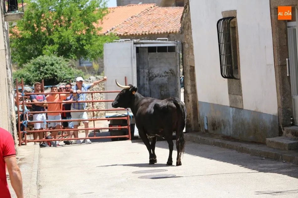 Foto 9 - Espectacular encierro a caballo en Bogajo con novillos de Herederos de Dionisio Rodr&iacute;guez  