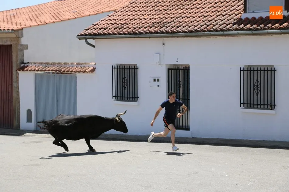 Foto 7 - Espectacular encierro a caballo en Bogajo con novillos de Herederos de Dionisio Rodr&iacute;guez  
