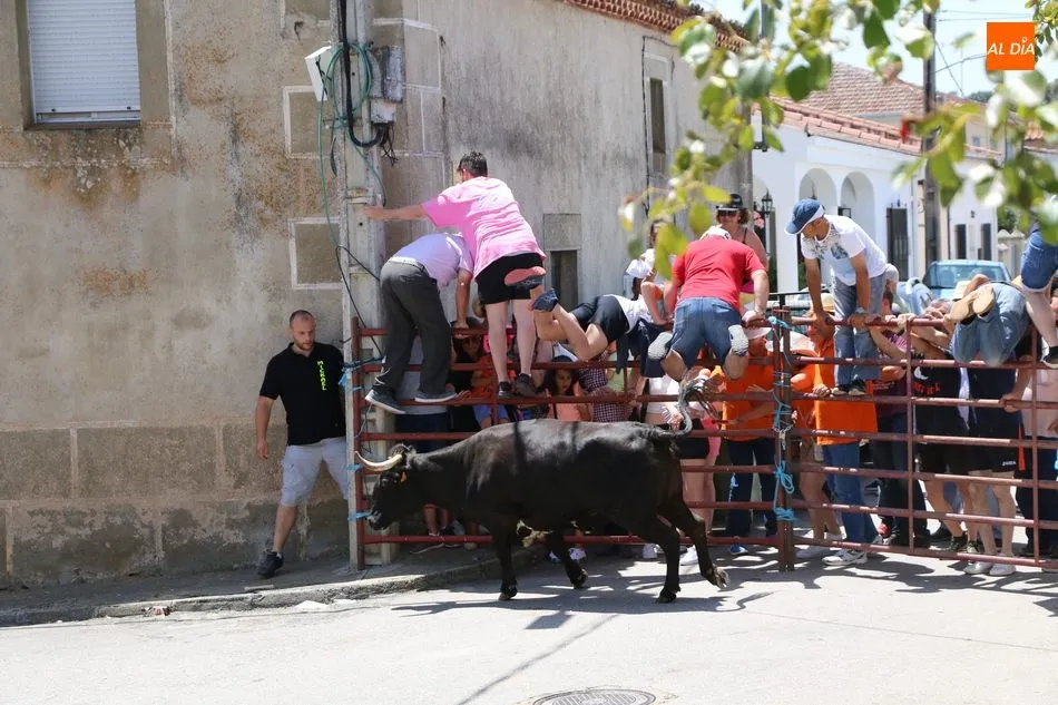 Foto 4 - Espectacular encierro a caballo en Bogajo con novillos de Herederos de Dionisio Rodr&iacute;guez  