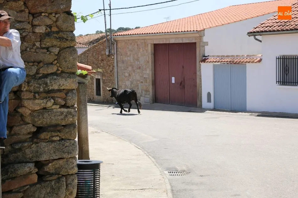 Foto 2 - Espectacular encierro a caballo en Bogajo con novillos de Herederos de Dionisio Rodr&iacute;guez  