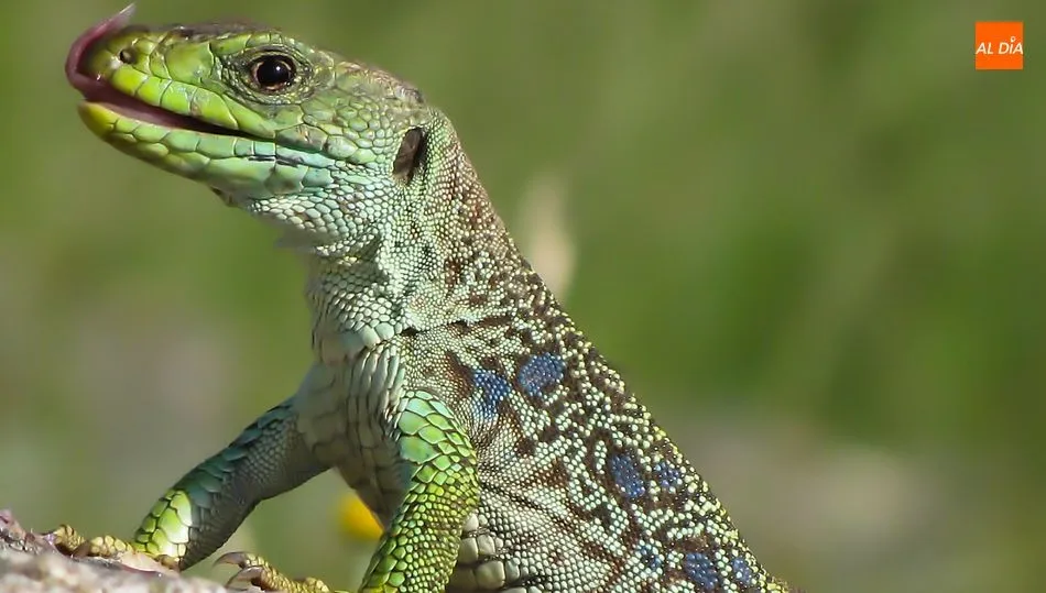 Lagarto Ocelado / FOTOS JULIÁN MATEOS