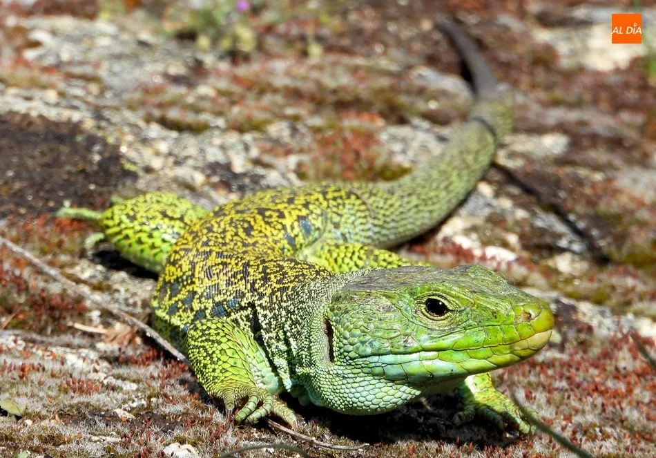 Foto 11 - Lagartos Ocelados, los dragones que guardan el tesoro natural de la Pe&ntilde;a de la Cruz