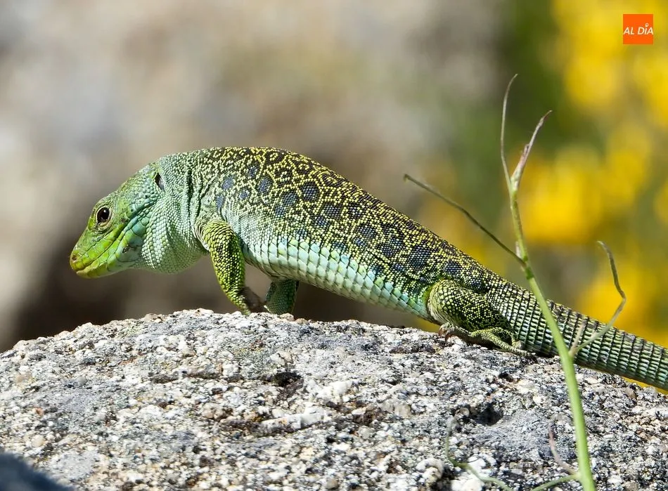 Foto 10 - Lagartos Ocelados, los dragones que guardan el tesoro natural de la Pe&ntilde;a de la Cruz
