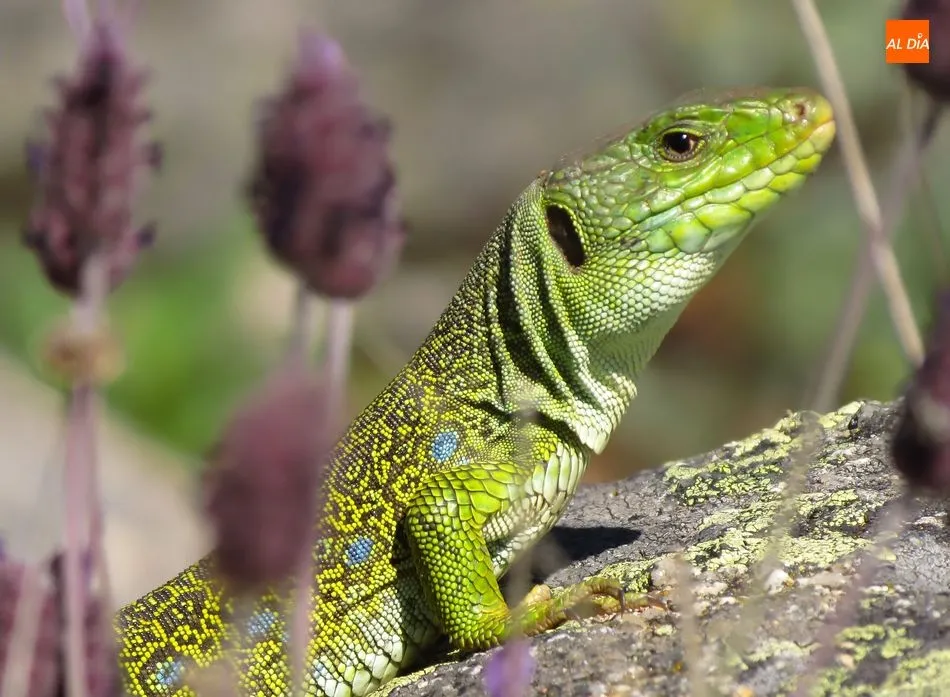 Foto 8 - Lagartos Ocelados, los dragones que guardan el tesoro natural de la Pe&ntilde;a de la Cruz