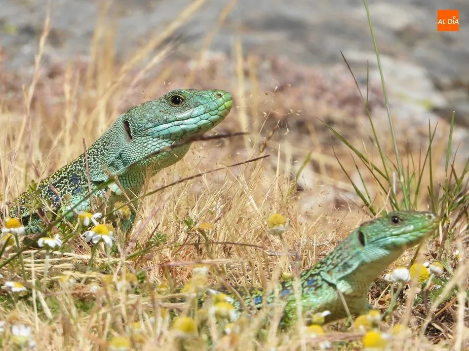 Foto 7 - Lagartos Ocelados, los dragones que guardan el tesoro natural de la Pe&ntilde;a de la Cruz