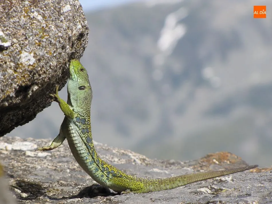 Foto 6 - Lagartos Ocelados, los dragones que guardan el tesoro natural de la Pe&ntilde;a de la Cruz