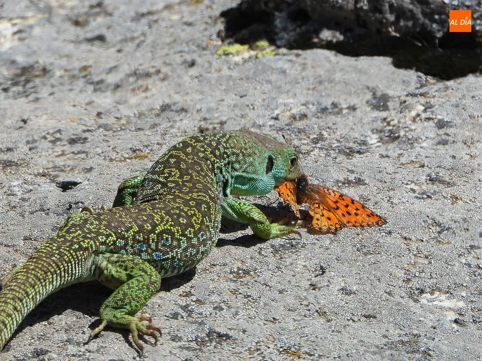 Foto 5 - Lagartos Ocelados, los dragones que guardan el tesoro natural de la Pe&ntilde;a de la Cruz