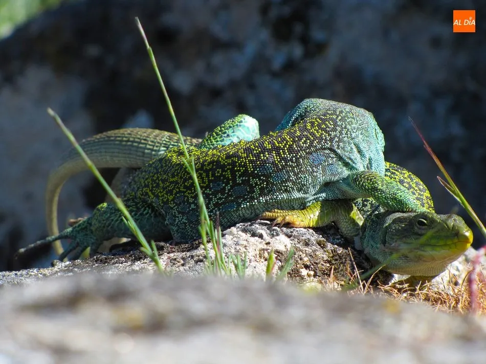 Foto 4 - Lagartos Ocelados, los dragones que guardan el tesoro natural de la Pe&ntilde;a de la Cruz