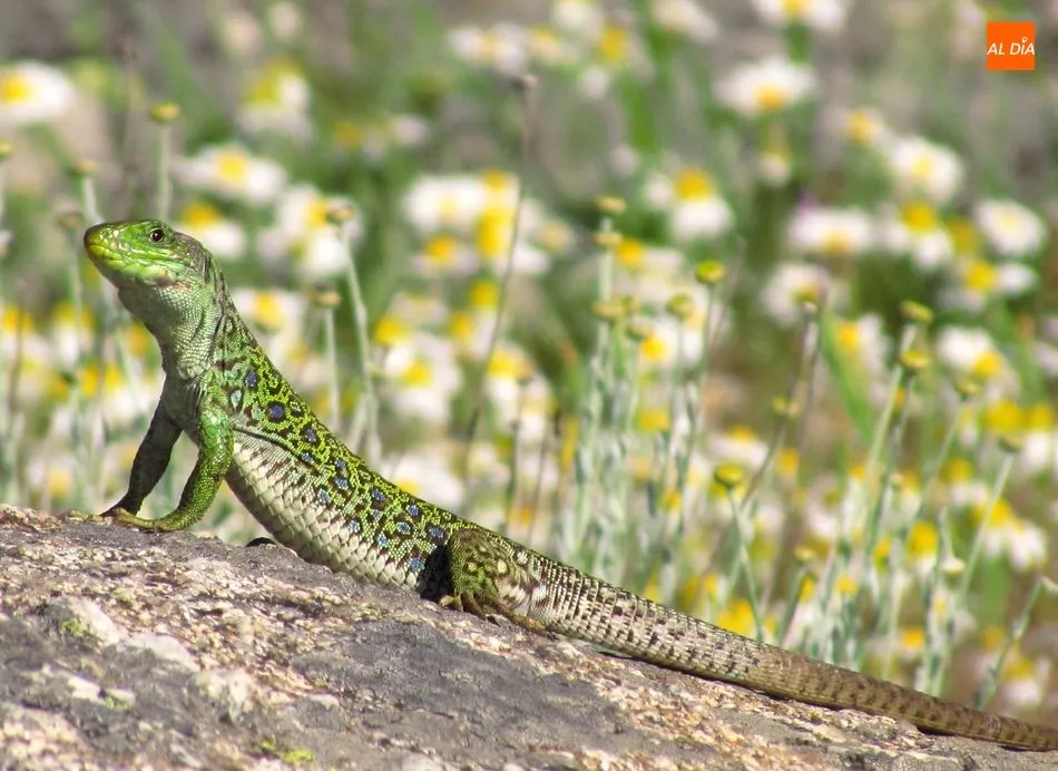 Foto 3 - Lagartos Ocelados, los dragones que guardan el tesoro natural de la Pe&ntilde;a de la Cruz