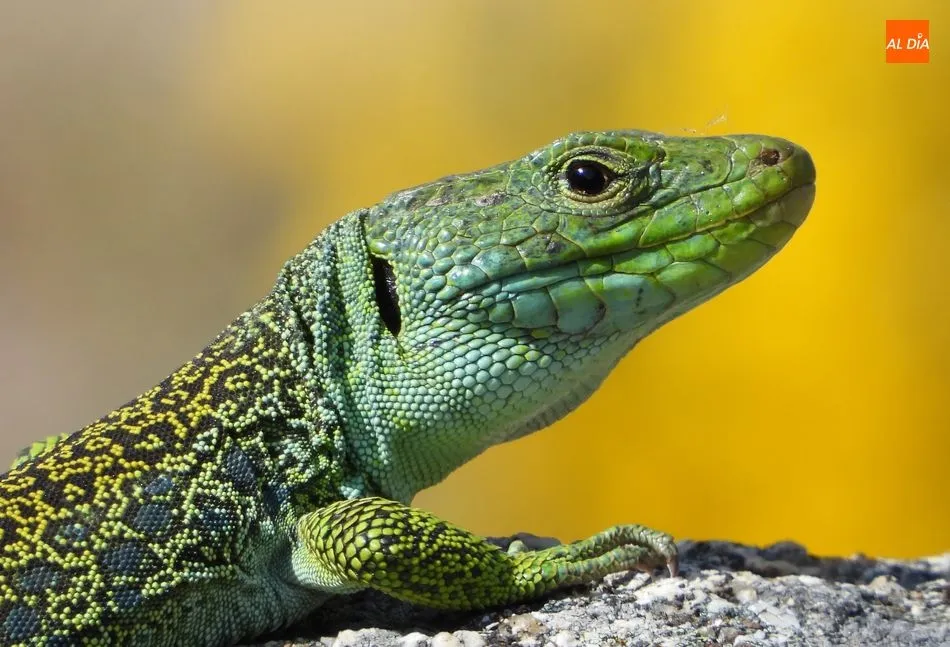Foto 2 - Lagartos Ocelados, los dragones que guardan el tesoro natural de la Pe&ntilde;a de la Cruz