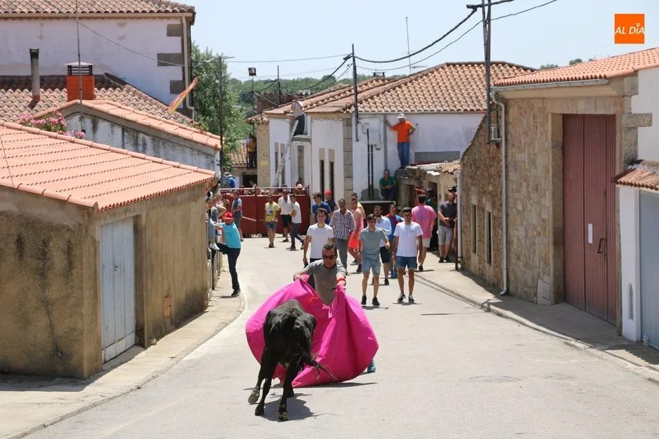 Foto 11 - El encierro de vaquillas pone fin a los festejos taurinos en Bogajo  