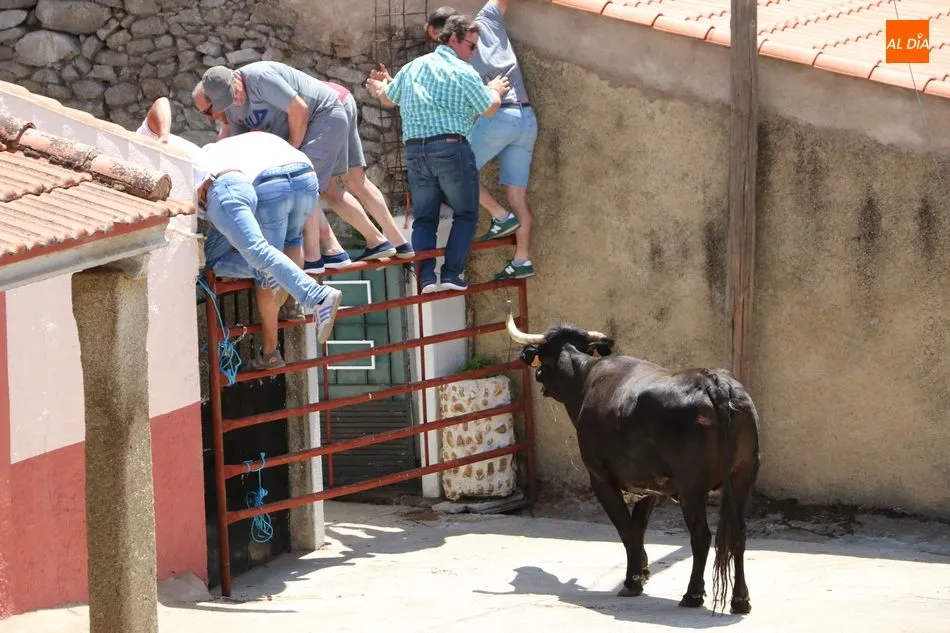 Foto 6 - El encierro de vaquillas pone fin a los festejos taurinos en Bogajo  