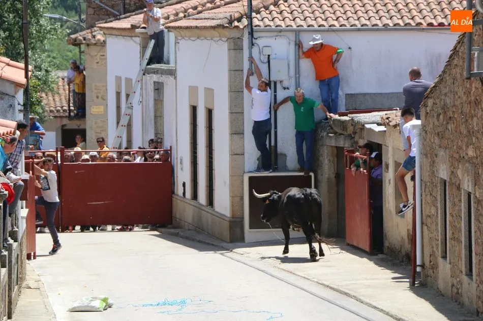 Foto 5 - El encierro de vaquillas pone fin a los festejos taurinos en Bogajo  