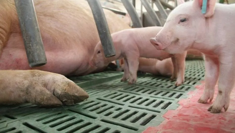 El descenso del precio de los lechones ha sido una de las notas destacadas de la última sesión de la Lonja salmantina. Foto de Agronews Castilla y León