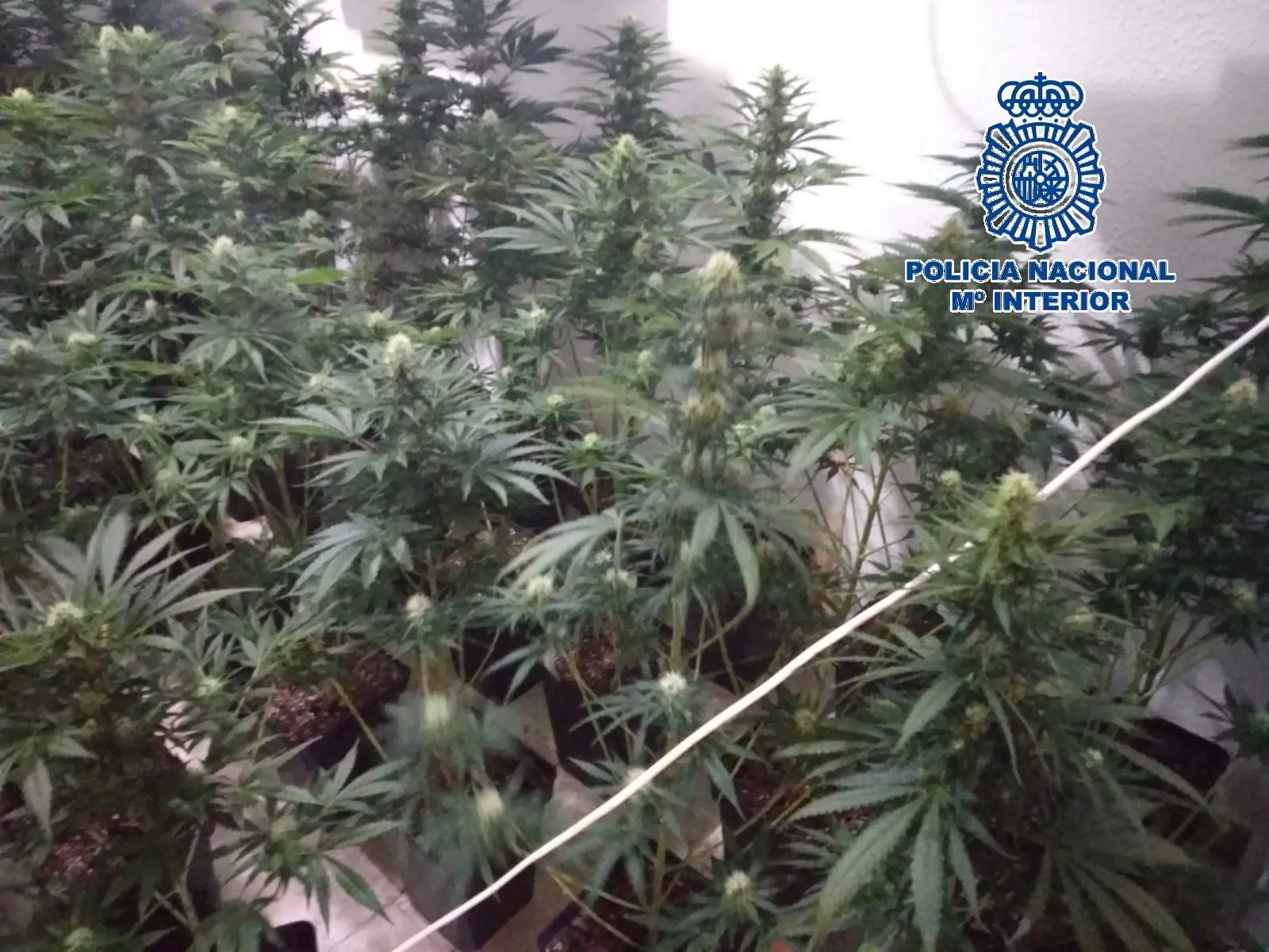 Plantas de marihuana incautadas por la Policía Nacional / Europa Press