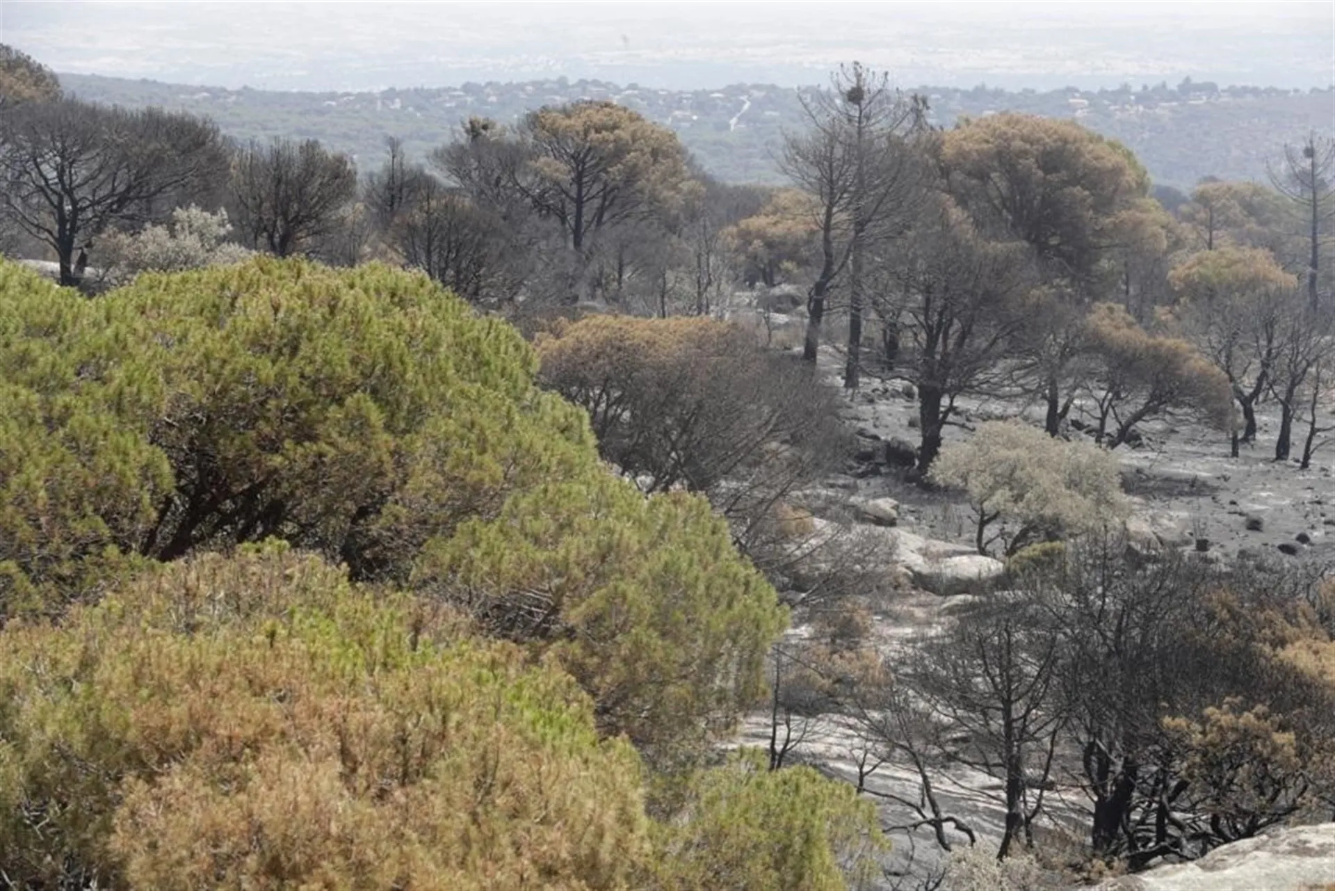 Zonas quemadas y otras sin afección en el incendio de Cadalo de los Vidrios (Madrid) / Europa Press