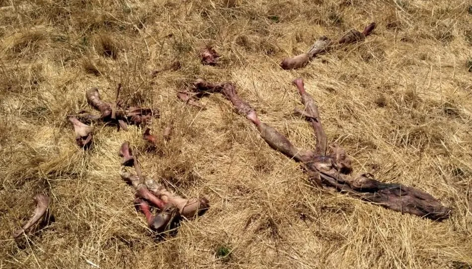 Más de 200 buitres matan a un ternero y le sacan los ojos a una vaca en Sancti-Spíritus  