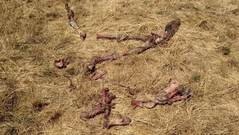 Foto 2 - M&aacute;s de 200 buitres matan a un ternero y le sacan los ojos a una vaca en Sancti-Sp&iacute;ritus  
