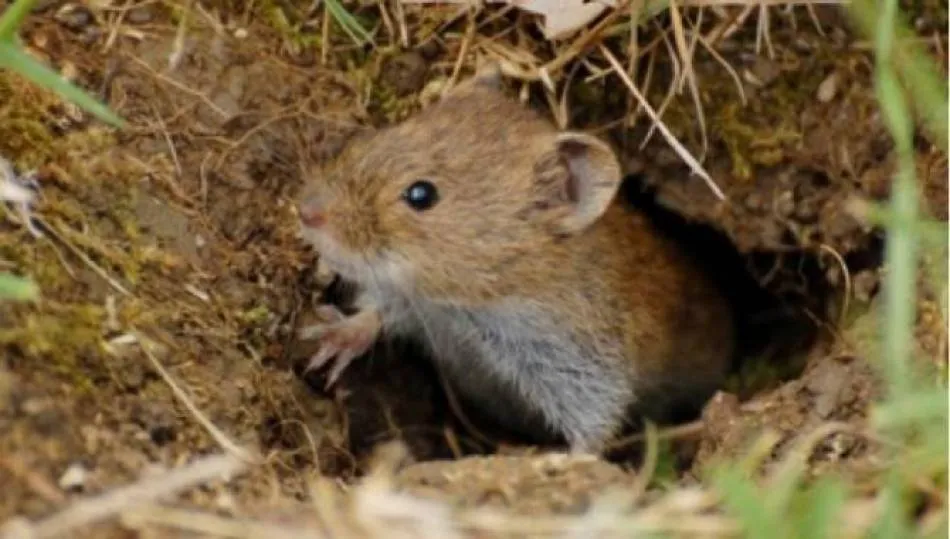UPA Castilla y León reclama actuaciones urgentes por los problemas que esta plaga puede generar a la salud de los agricultores y de los habitantes del medio rural