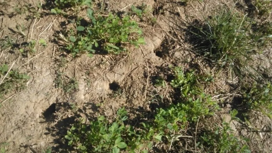 Uras de topillos en una parcela palentina. Foto: Agronews Castilla y León