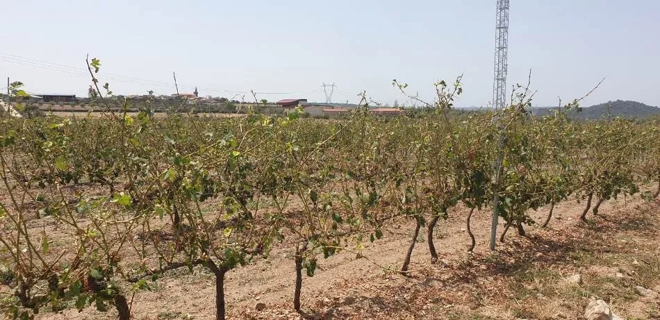 Foto 4 - La subdelegada del Gobierno comprueba en Pere&ntilde;a de la Ribera los da&ntilde;os de la granizada del 13 de...