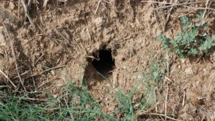 Hasta el momento se ha trabajado en sólo 20 kilómetros lineales de los 160 kms. que incluye la zona de actuación, debido principalmente a las restricciones de la campaña de prevención de incendios de la propia Junta / Agronews