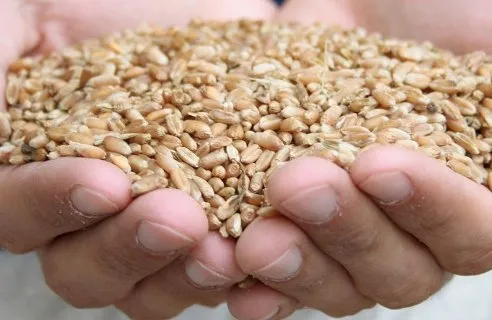 ASAJA considera que el sector agrario de Castilla y León ha tenido dos cosechas no pueda afrontar una nueva campaña sin una serie de apoyos / Agronews