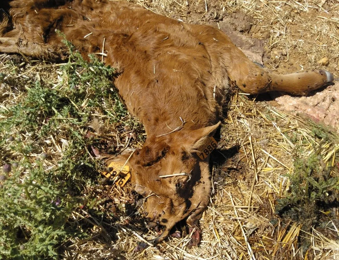 Pieza de ganado atacada / ASAJA