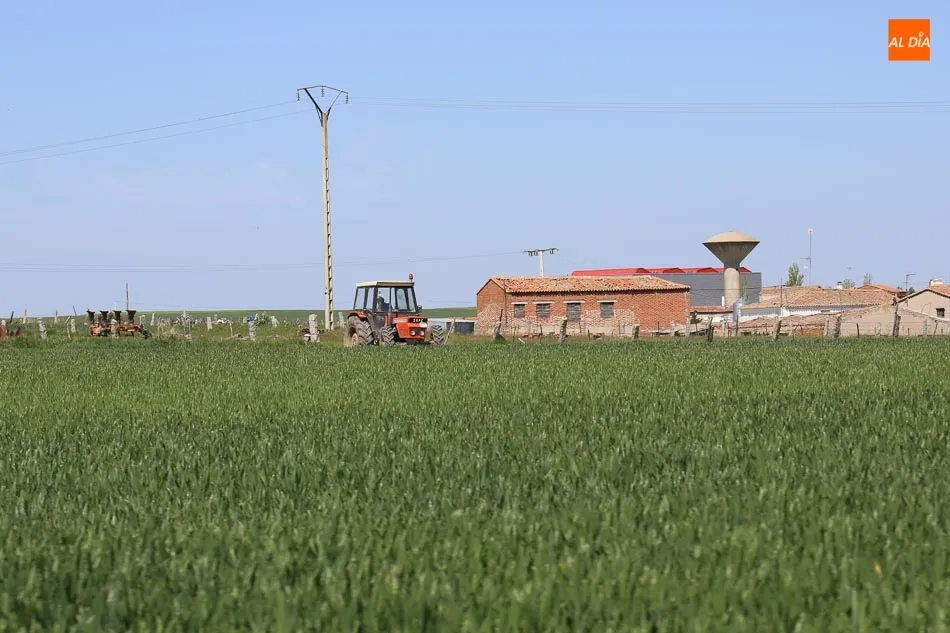 El Cómite del Cooperativismo Agrario de CyL señala como hoja de ruta para los próximos años el...