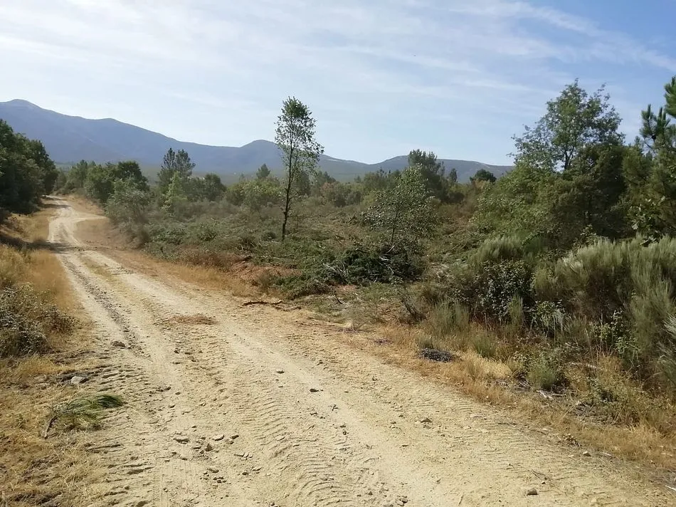 Foto 6 - Preocupaci&oacute;n del alcalde de Agallas por trabajos de deforestaci&oacute;n en pleno verano  
