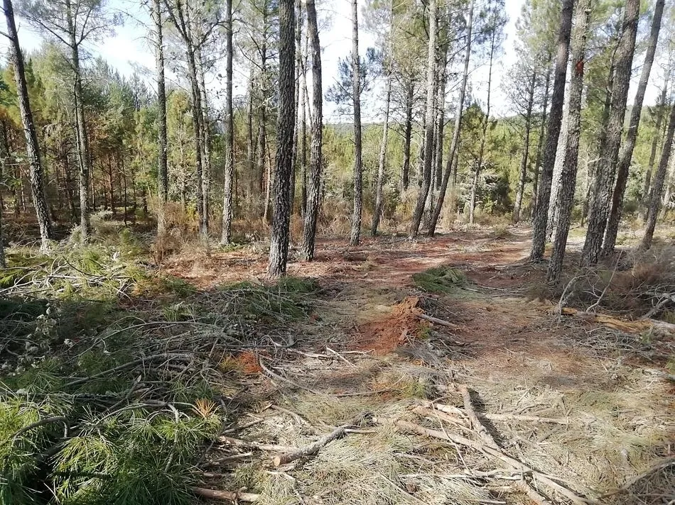 Foto 5 - Preocupaci&oacute;n del alcalde de Agallas por trabajos de deforestaci&oacute;n en pleno verano  