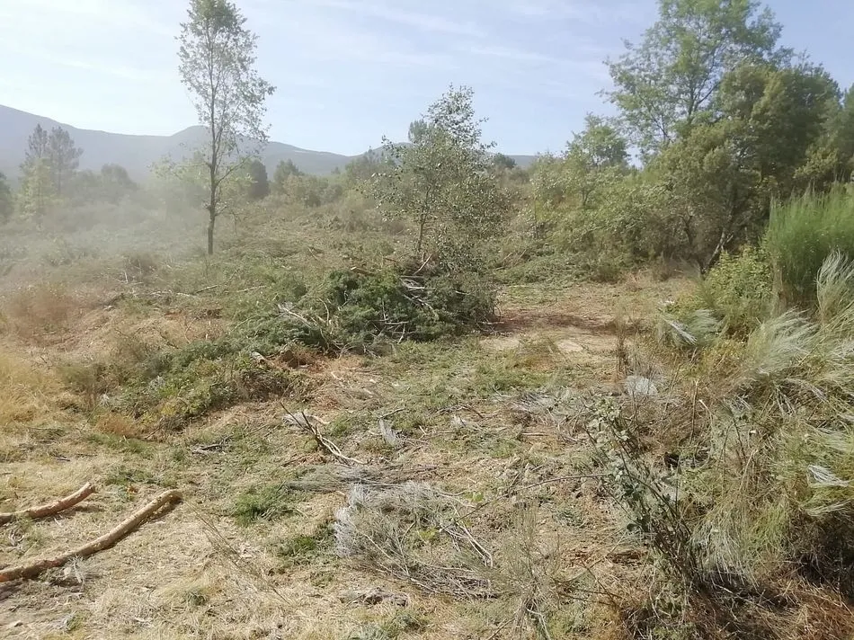 Foto 4 - Preocupaci&oacute;n del alcalde de Agallas por trabajos de deforestaci&oacute;n en pleno verano  