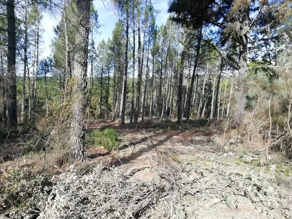 Foto 3 - Preocupaci&oacute;n del alcalde de Agallas por trabajos de deforestaci&oacute;n en pleno verano  