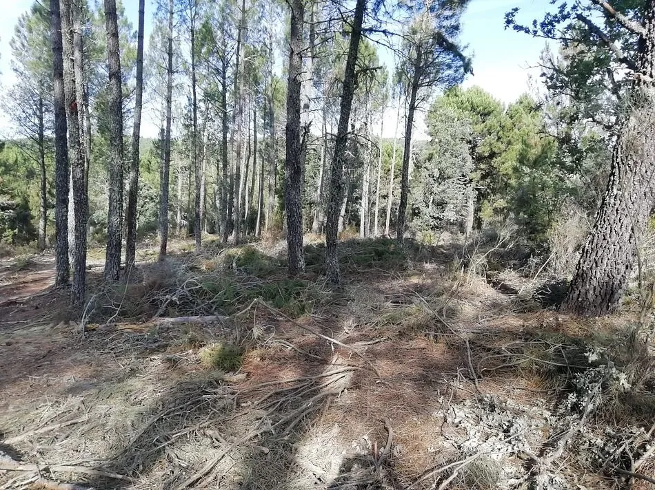 Foto 2 - Preocupaci&oacute;n del alcalde de Agallas por trabajos de deforestaci&oacute;n en pleno verano  