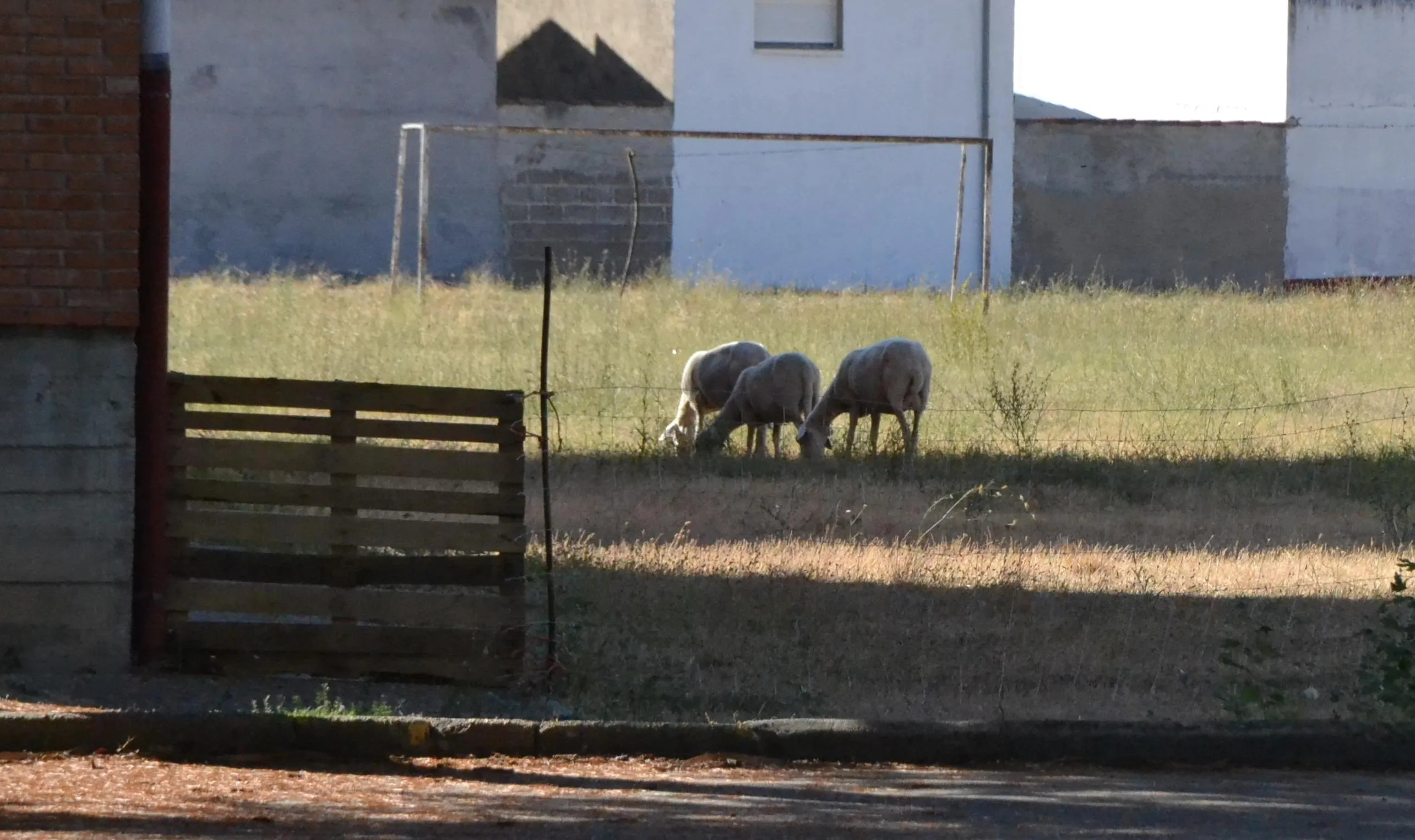 1Foto: Las ovejas se adueñan del patio del IES Fray Diego Tadeo  