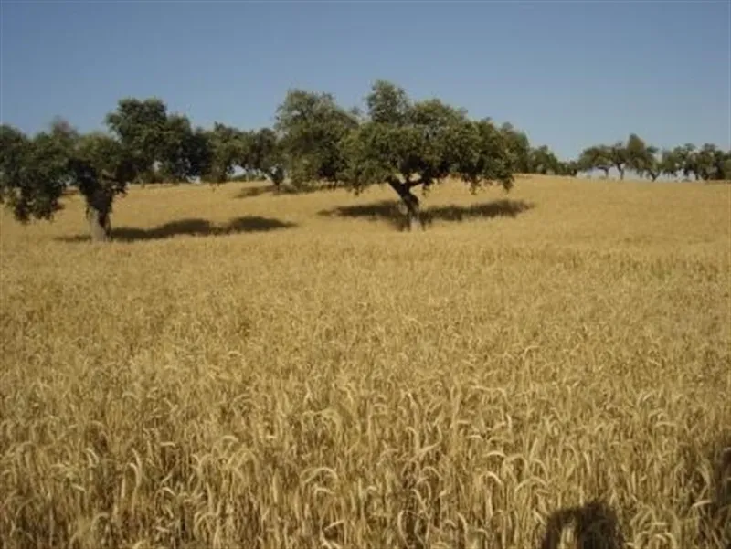 Un campo sembrado / Europa Press