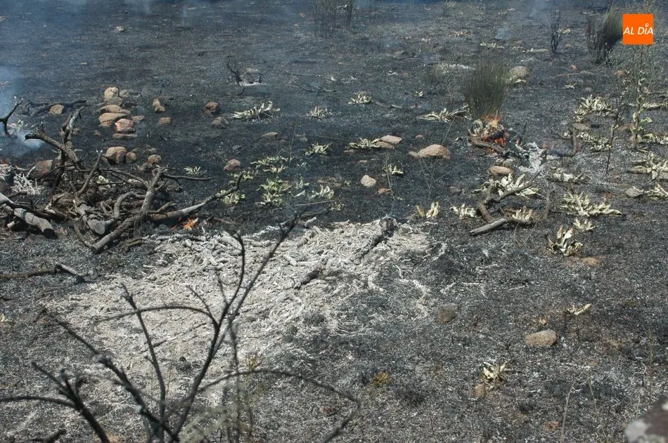 Foto 8 - Medios terrestres y a&eacute;reos controlan un violento incendio en Bogajo  